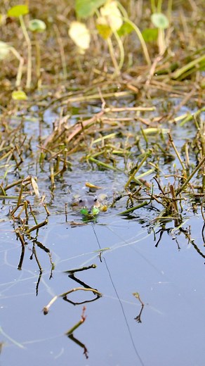 Chomp! | The Fish Whisperer