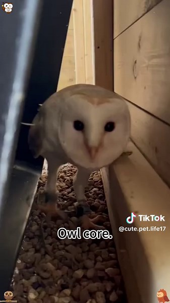 Exploring the Charm of Owls: Cute and Funny Moments