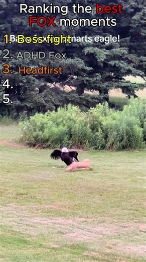 Ranking The BEST Fox Moments