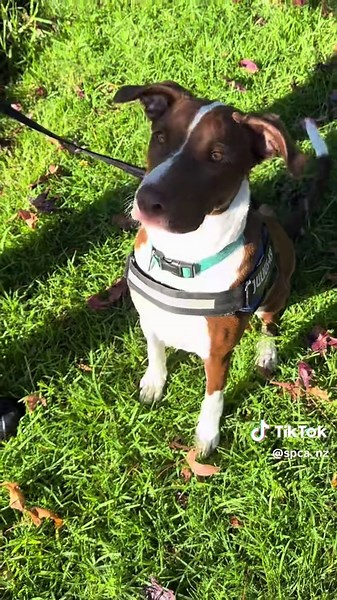 Rescue Dog Tito's Heartfelt Journey to a Forever Home