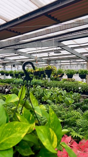 14 reactions | Have you checked out our new 250mm Devil’s Ivy hanging...