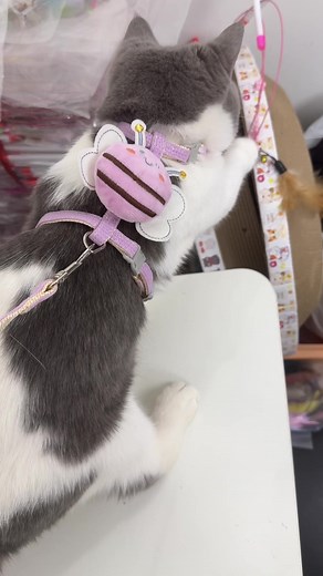 Top Dây Dắt Cute Cho Mèo và Chó Săn Sale Bạn Không Thể Bỏ Lỡ
