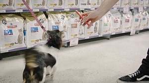 Is your dog's barking causing grief with your neighbours? We'll never know what they're trying to say, but we have some smart tips to help control their barking behaviours! | Petstock