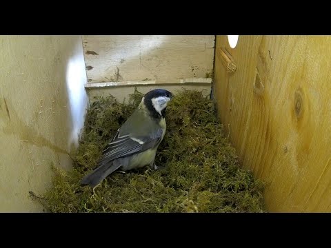 Nistkasten 2 - Kohlmeise überwintert