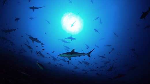 AP Inspiration Rebreather Features | AP Diving