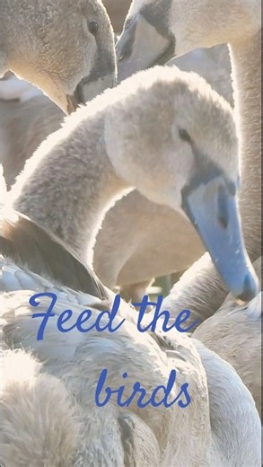 Feed the birds, Mary Poppins..Swan Cygnets