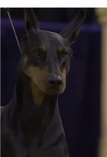 History is made: Penny the Doberman Pinscher is the 2026 Best in Show winner at the 150th Westminster Kennel Club Dog Show. 🏆 A history-defining moment at @The Garden. #WestminsterDogShow #WKC150