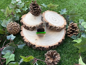 Real Dung Beetle in Resin — Insect Paperweight, Educational Specimen, Entomology Gift - Etsy UK