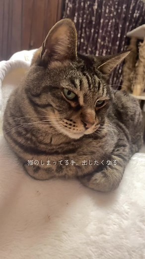 愛らしいキジトラ猫の日常