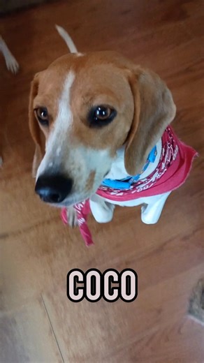 Beagles & Buddies Dog Rescue on Instagram: "Beagles and Buddies dog rescue We have many Beagles available for adoption 💕 check them out on our website beagles and Buddies.com or click the link in the our bio We are a non profit dog rescue in Apple valley California Email beaglesandbuddies@gmail.com to make an appointment. Website link is in our bio Apple valley California full address is in our bio"