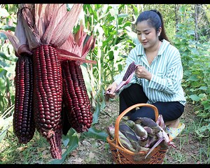 5.1K views · 321 reactions | Harvest purple corn for cooking - Cooking with Sreypov | NTL TV | Facebook