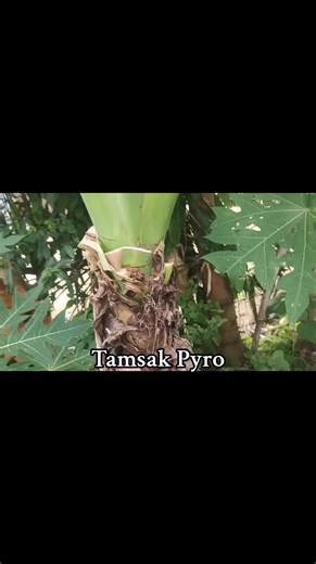 Customers Video Limang Star #firecracker #pinoy #fireworks #paputok #BCDMade #RubberizedFuse #ShippingNationwide