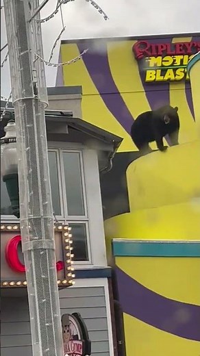 Black bear spotted on rooftop in Gatlinburg, USA