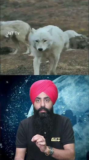 Howling for Knowledge: Amazing Facts About Wolves #WolfFacts #Wildlife #Nature