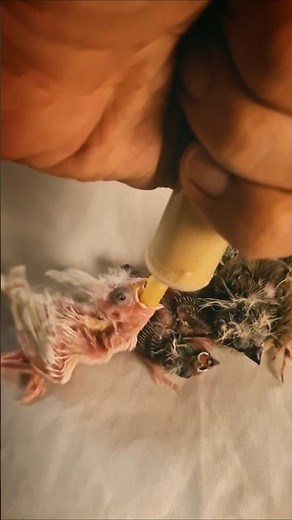 How to Make Baby Bird Formula in 30 Seconds! 🐦✨