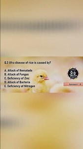 Ufra Disease Of Rice #plantdisease #icar#soilscience #agriculture#indianagriculture#ricecultivation