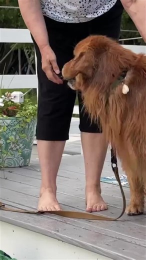 Tucker's Swollen Muzzle: A Dog's Adventure and Care