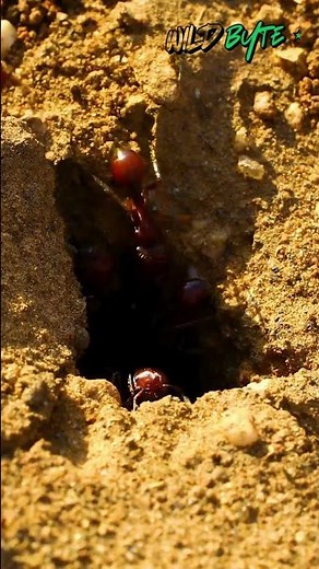 How Do Tiny Ants Build Massive Underground Cities?