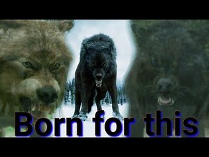 Twilight Wolves ▪︎ Born for this