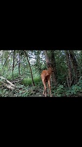 Auprès de mon arbre, je vivais heureux, je n'aurais jamais dû le quitter des yeux 🎸(Brassens) Le brocard laisse ses odeurs pour signaler sa présence auprès des femelles afin de les attirer mais aussi auprès des mâles pour les dissuader de venir sur son territoire #oiseauxanimauxplantesinsectes | Oiseaux animaux plantes et insectes