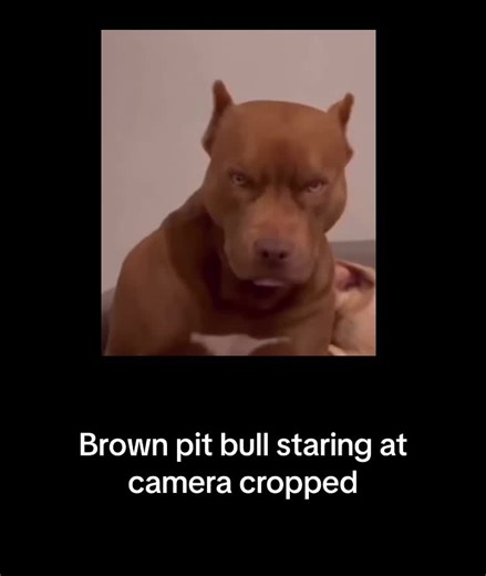 Brown Pit Bull Staring at Camera Meme