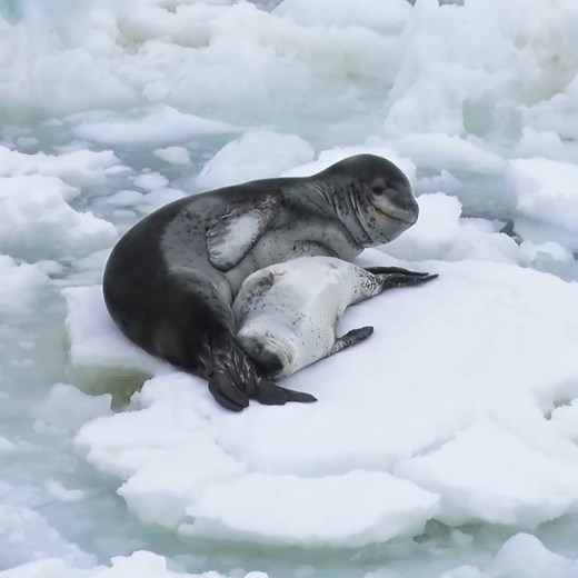 103K views · 3.3K reactions | Leopard seal pups are born during the Antarctic summer, between November & January. ♡ Females usually have only one pup per year. On the ice floes of Antarctica, mother seals are seen nursing and protecting their pup, and eventually teach their young how to hunt in the water! (: @markacoger) If you love the ocean & want to help us protect it, please join our #Ten4Ocean movement: bit.ly/Ten4Ocean  | Ocean Conservation Research - OCR | Facebook