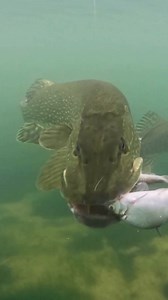 Slow motion pike attacks 🫣 #pike #fishing #underwater #pikeattack #underwaterworld #fishingvideo #fish #livebait | Underwater World
