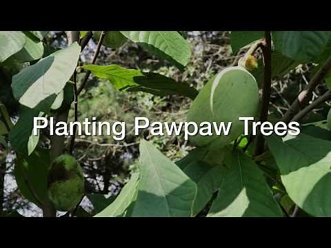 Planting Pawpaw Trees the Organic Way