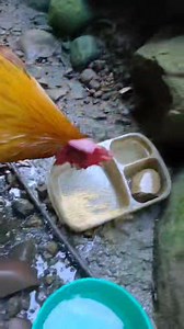 1.6K views | To the star | Augustius Supporters | Facebook