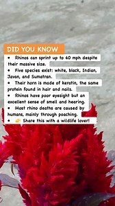 Rhino Facts That Prove Nature Is Absolutely INSANE 🦏😳#RhinoFacts #Wildlife #NatureShock | Must Watch Reels