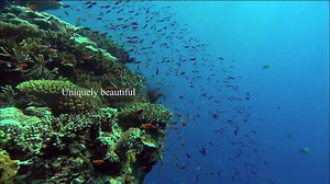 "It is one of the greatest, and most splendid natural treasures that the world possesses". - David Attenborough The Great Barrier Reef Foundation is working to save the Reef and its many species. | Great Barrier Reef Foundation