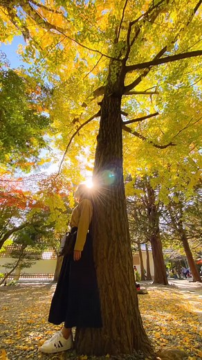 Forest Pictorial Photography with iPhone by Ginkgo Tree