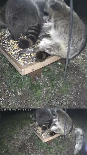 Backyard Night Shift: Raccoons and Opossum Feud Over the Bird Feeder