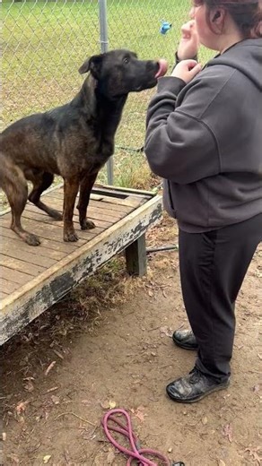 Meet Ichabod Crane a Mixed Breed, Large (over 44 lbs fully grown) currently available for adoption!
