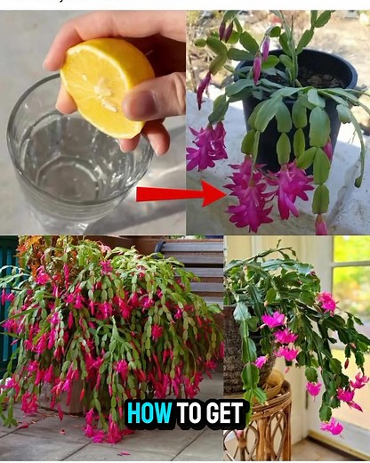 13K views · 65 reactions | How to Get Your Christmas Cactus Blooming Right on Time for the Holidays  | Garden Tricks | Facebook
