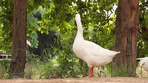 Download white goose, goose slow motion for free