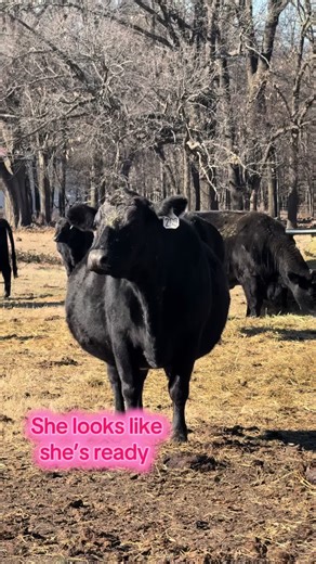 Expecting a Calf: Pregnancy Check on Our Brangus Cattle