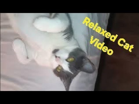 Zen Cat: This Relaxed Kitty Will Melt Your Stress Away 😻😺😸 [CAT VIDS] CAT CHANNEL