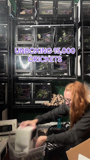 The not so glamorous part about being a chameleon breeder 🥲 Thank you Timberline for the crickets!! #reptilebreeder #reptiles #chameleon #reptilemom #reptilelover