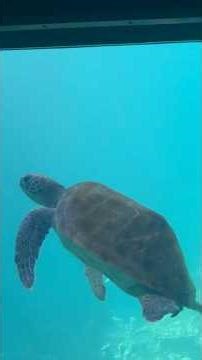 exploring the aquarium fish at seaworld Gold Coast!