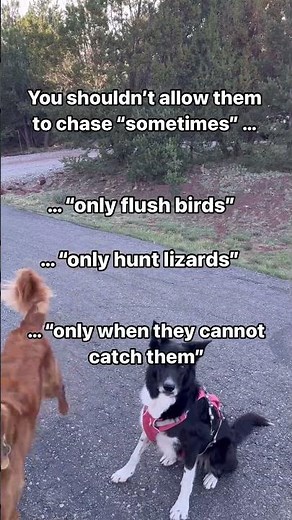 Dog Chasing Squirrels?? #dogtraining #dogtraining #goldenretriever