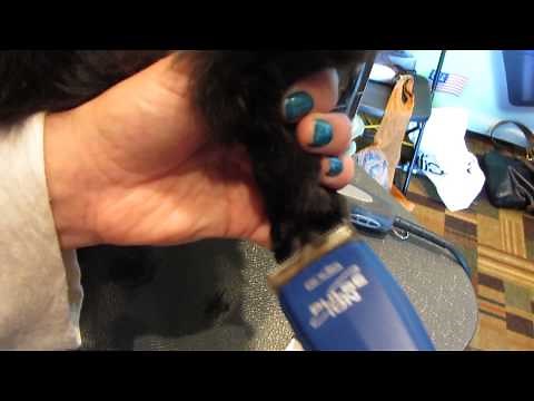 Cat Grooming - Paw trim