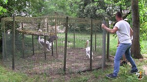 Arrivée de 8 pélicans blancs ! Retour en images sur l’arrivée la semaine dernière de 8 pélicans en provenance du parc de Villars-les-Dombes dans l’Ain. Les 2 mâles et les 6 femelles nés en 2015 (à l’exception d’un mâle et d’une femelle nés en 1999) ont été placés temporairement dans deux petits parcs d’isolement, le temps de pratiquer un examen parasitaire et de vérifier que tous s’alimentaient parfaitement. 3 jours plus tard, ils ont rejoint le reste de notre troupe qui compte désormais 18 indi
