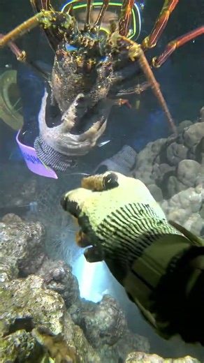 Fishing in the sea is a very interesting thing!P0285 #lobsterhunt #nightdive #diving