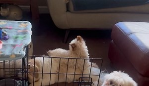 NorthStar Shih Tzu Rescue on Reels