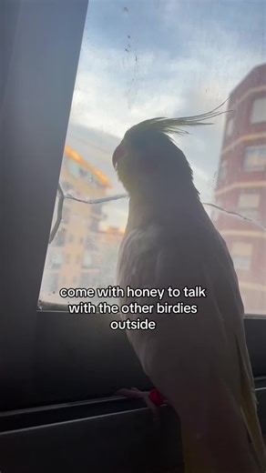 The Cutest Cockatiel Moments