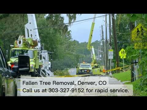 Fallen Tree Removal - Denver CO