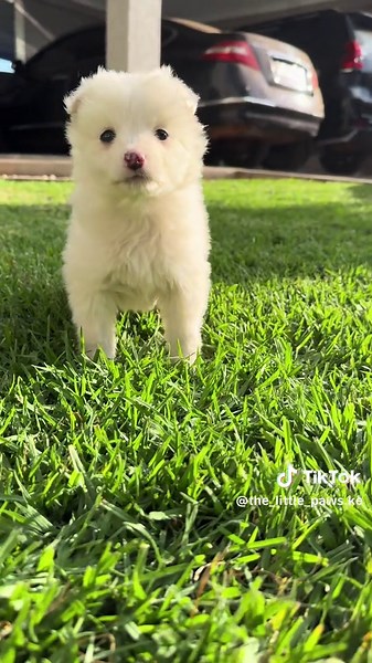 Discover the Playful Japanese Spitz Puppy Personality