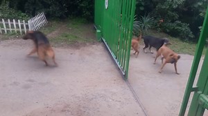 A Group of Dogs Barking Furiously Through a Gate Prove They're Not So Tough Once It Slides Open