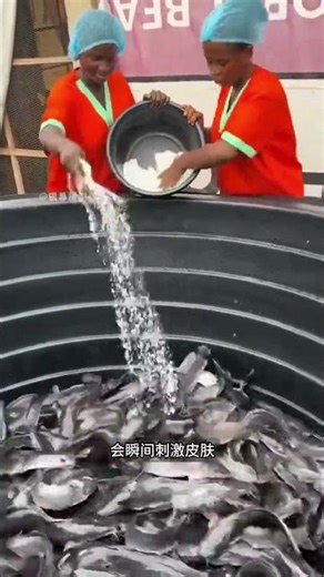 為什麼處理鯰魚要用鹽？很多人還不知道